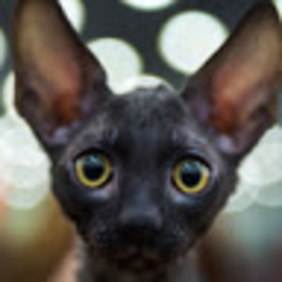 Meet your Posher, Josie - Picture 1 of 1